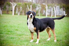 zenenhund_19_165758465