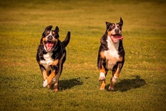 zenenhund_5_165758465