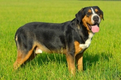 zenenhund_6_165758465