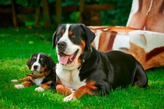 zenenhund_7_165758465