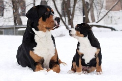 zenenhund_8_165758465
