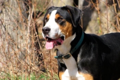 zenenhund_9_165758465