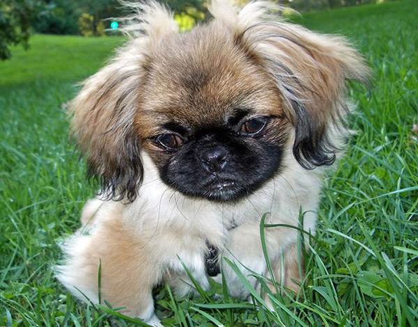 пекинес карликовый