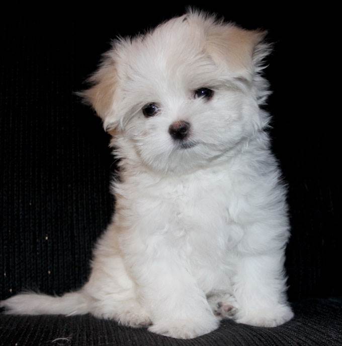 девочка мальтезе