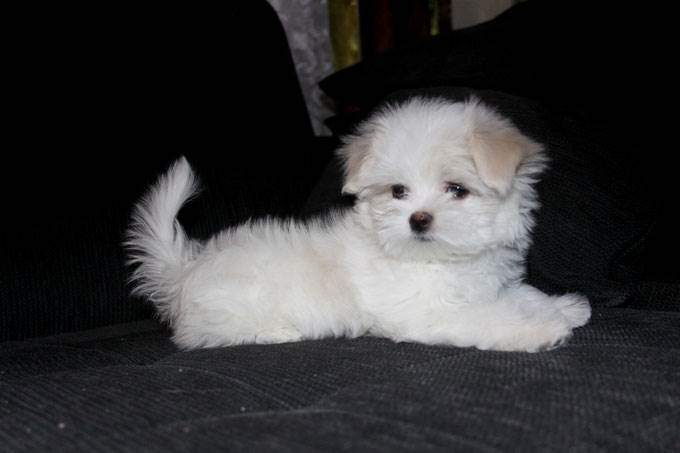 девочка мини мальтезе