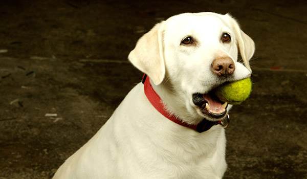 Как научить команде апорт