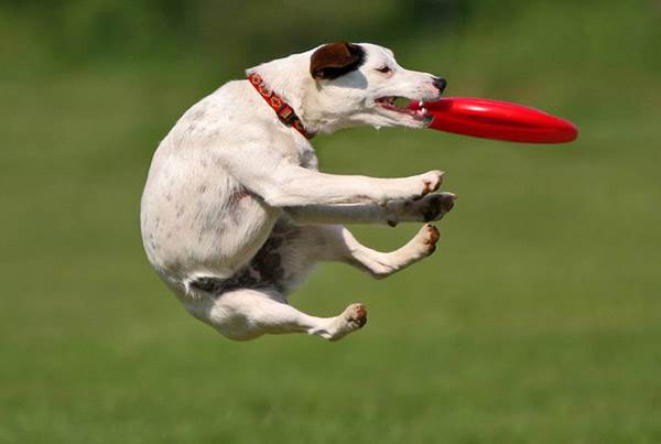 Команда апорт