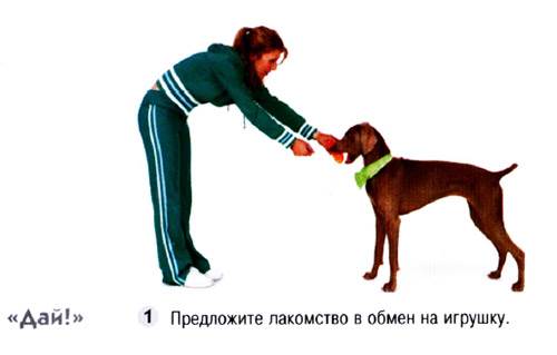 Команда дай для собак