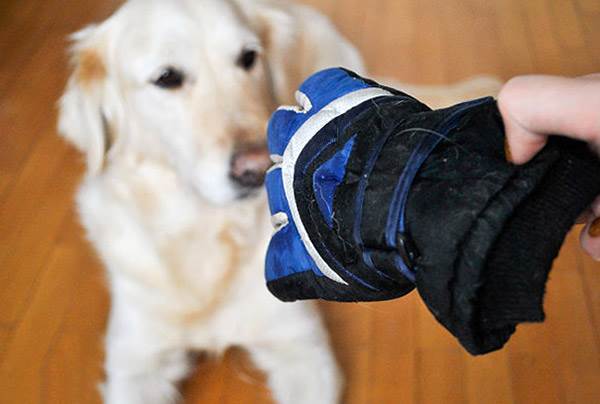 Команда дай для щенка