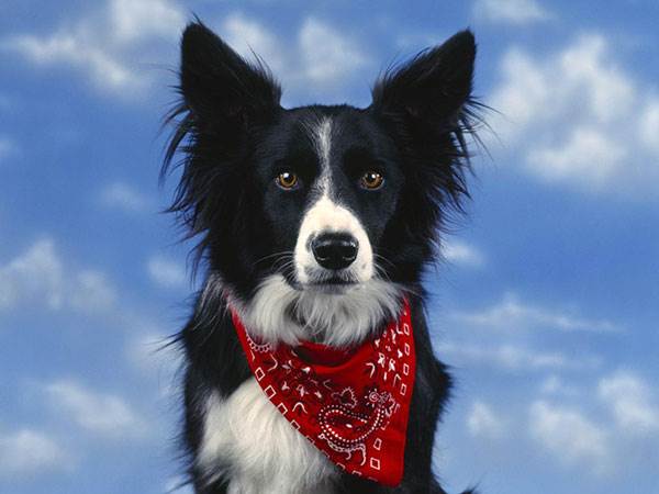 Собака бордер колли