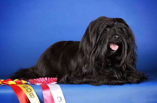 Болонка гаванский бишон