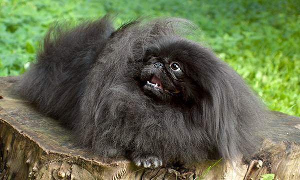 пекинес собака