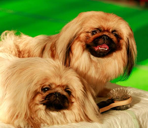 пекинес фото