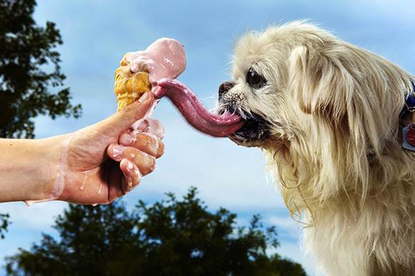 карликовый пекинес фото