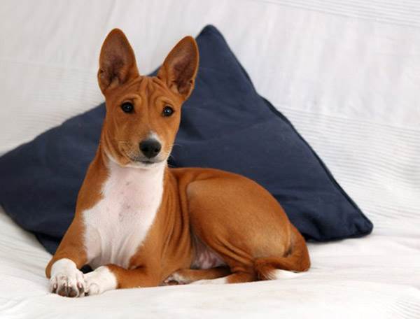 собака басенджи