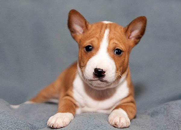 порода собак басенджи