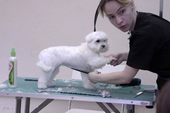 стрижка мальтезе щенка
