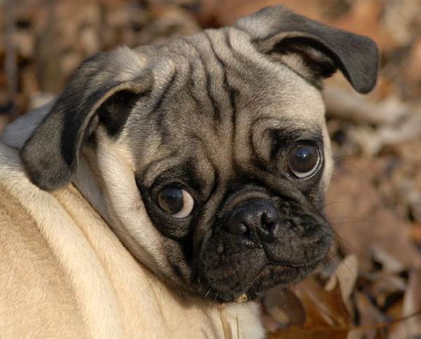 режим питания собаки