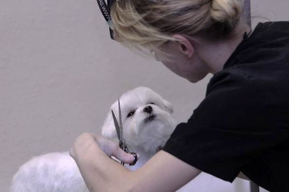 стрижка мальтезе дома под щенка
