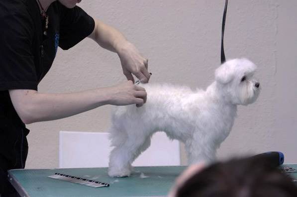 стрижка мальтезе под щенка дома