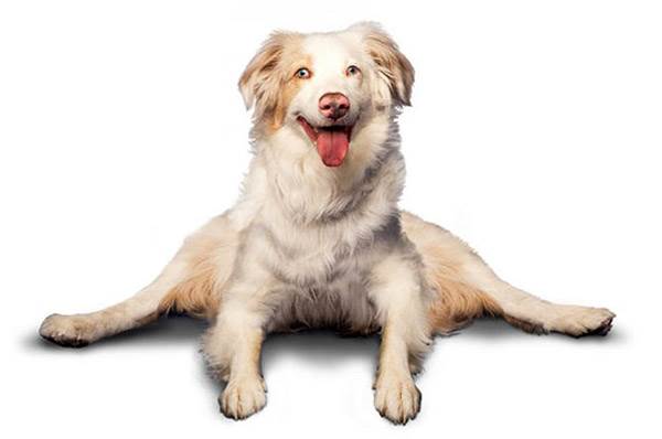 прикольная поза собаки