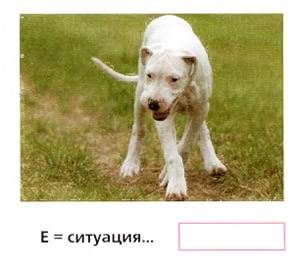 тест - поза собак