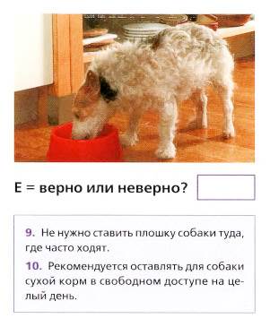 правильное кормление собаки
