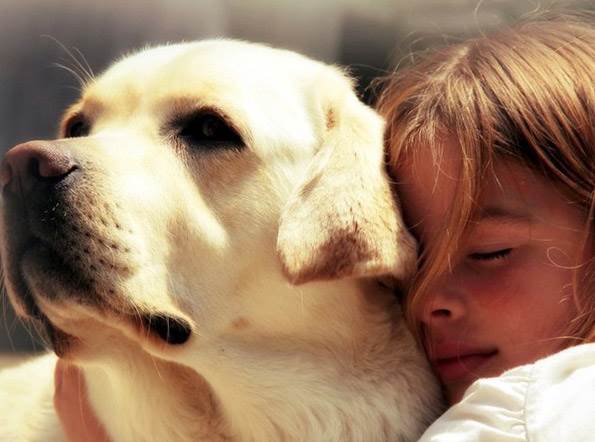 Гиперпривязанность собак