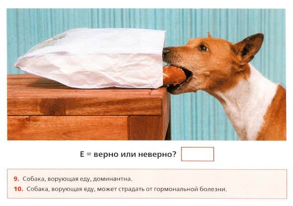 неправильное питание собак