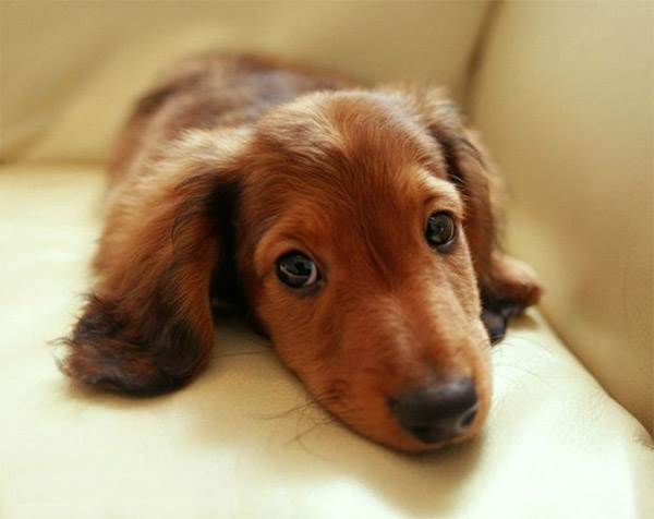 расстройство у собак