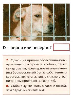 дерматиты у собак