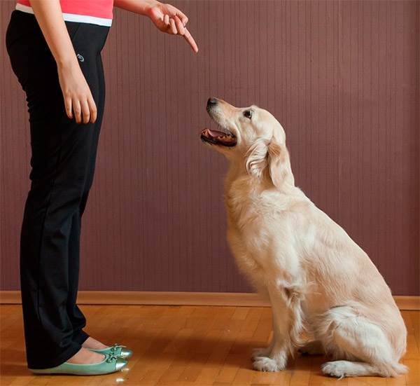 Как научить собаку команде Сидеть