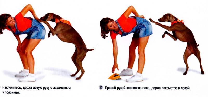 собака ворует вещи