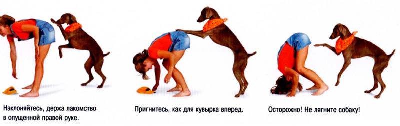 собака воришка