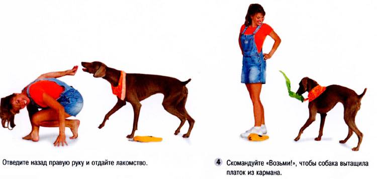 собака ворует вещи не отдаёт