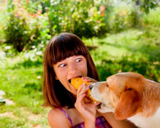 собака ворует по команде