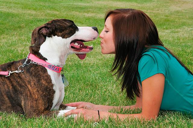 команда собаке выключи свет