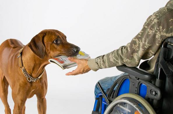 собаке газету