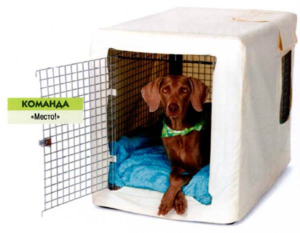 как научить щенка команде место