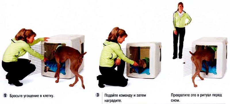 команда место щенку