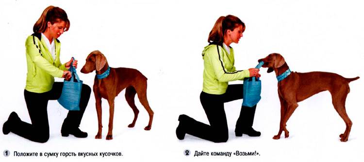 учить собака несет сумку