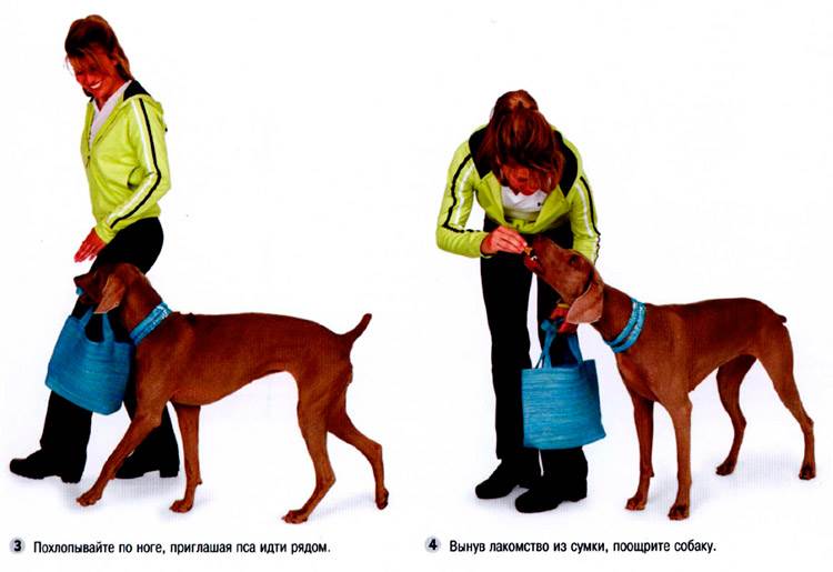 учить собака с сумкой