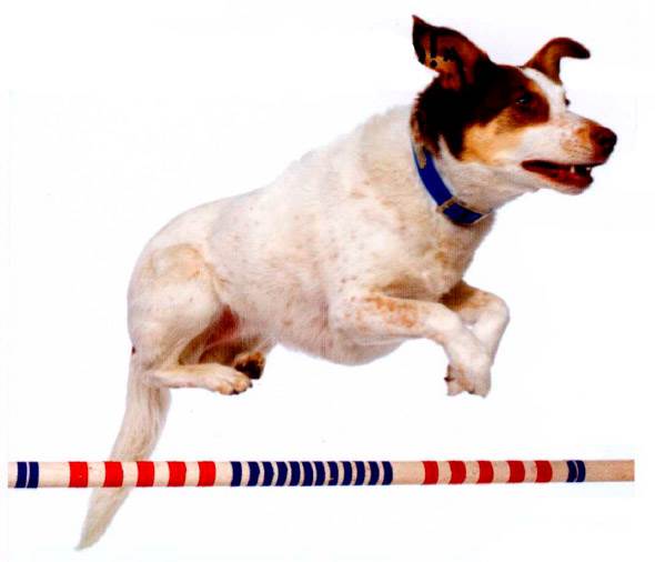 как научить собаку команде барьер