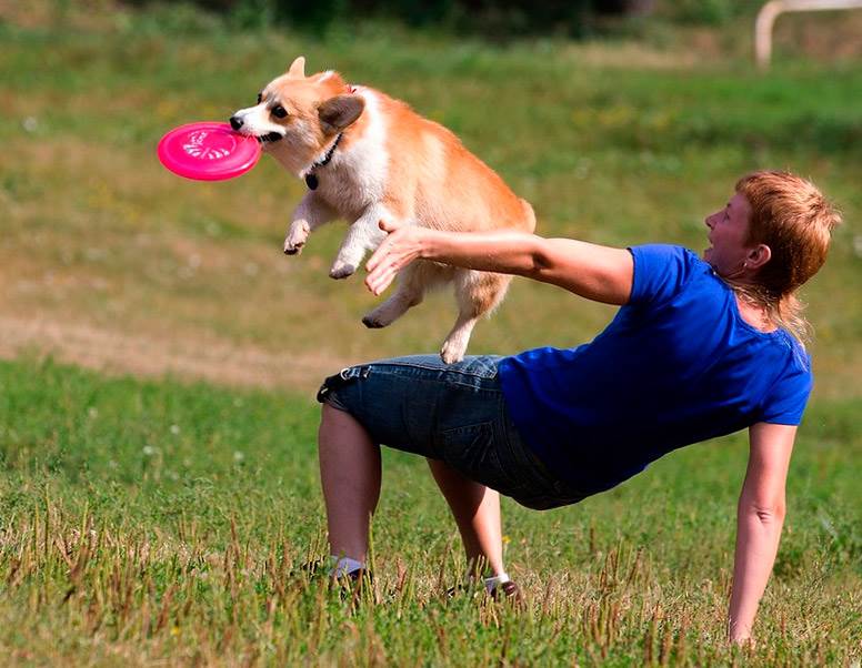 дрессировка прыжок и кувырок