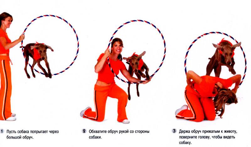 прыжки собак в кольца через спину