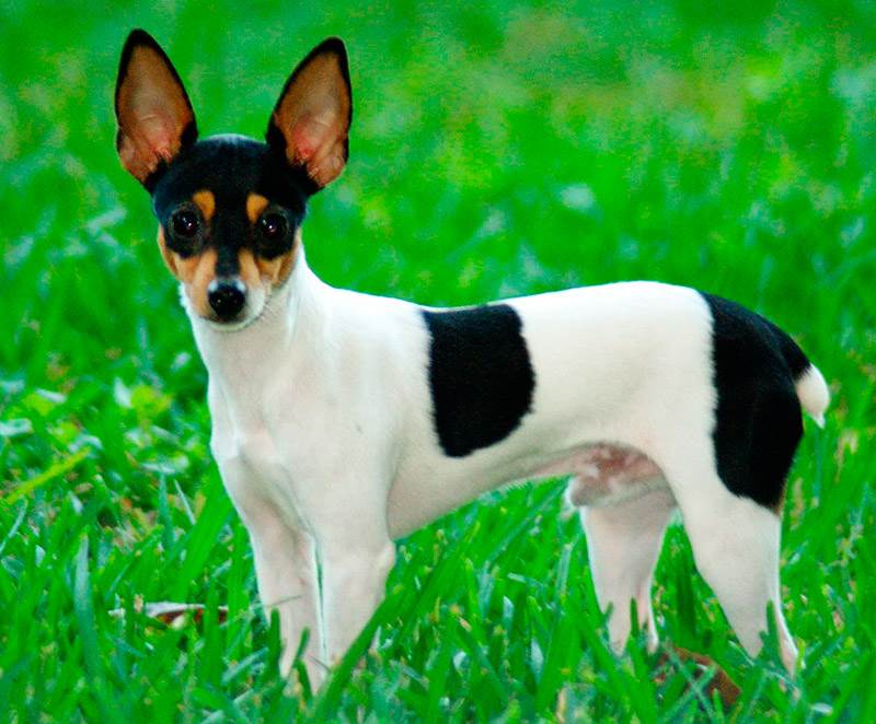 американский той фокстерьер цена