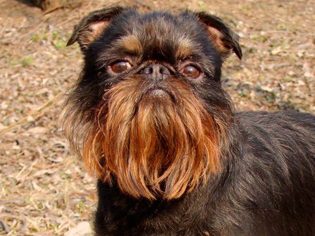 продолжительность жизни бельгийский гриффонов