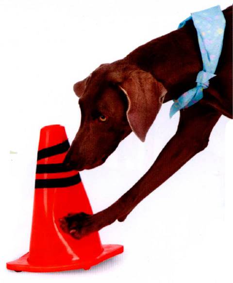 команда цель для собак