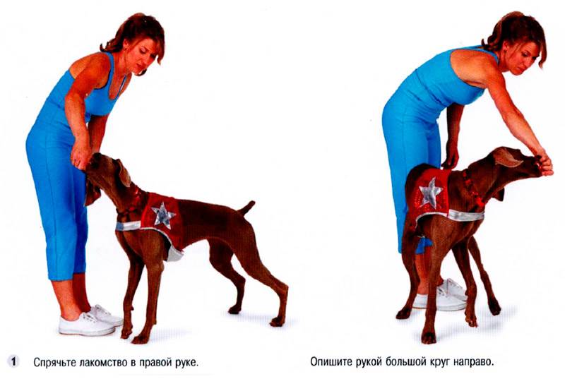 собака крутится