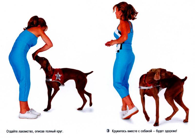 собака крутится на месте